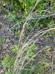 Andropogon virginicus