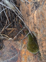 Sceloporus occidentalis