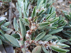Polygonum maritimum