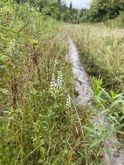 Spiranthes casei