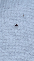 Microtechnites bractatus