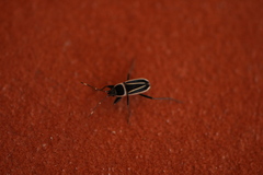 Ragliodes delineatus