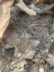 Reticulitermes flavipes