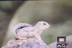 Ammospermophilus harrisii