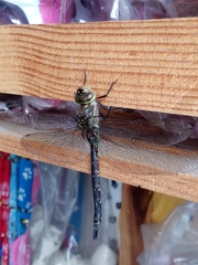 Rhionaeschna jalapensis