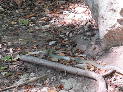 Coluber constrictor flaviventris