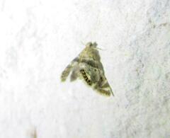 Petrophila fulicalis