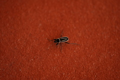 Ragliodes delineatus