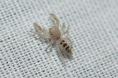 Hentzia