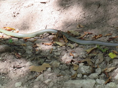 Coluber constrictor flaviventris