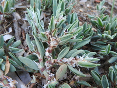 Polygonum maritimum