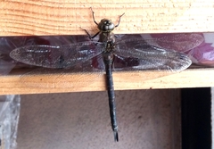 Rhionaeschna jalapensis