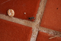 Ragliodes delineatus