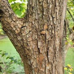 Crataegus crus-galli