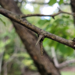 Crataegus crus-galli
