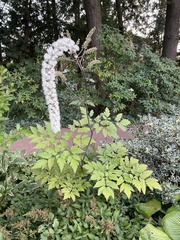 Actaea racemosa