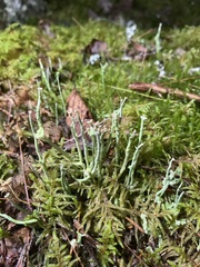 Cladonia cornuta