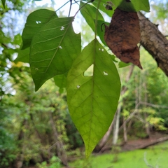 Crataegus crus-galli
