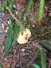 Caloboletus conifericola