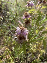 Monarda humilis