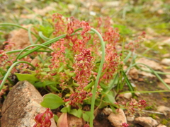 Rumex bucephalophorus