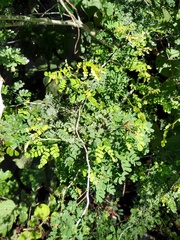 Mimosa bahamensis