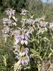 Monarda humilis
