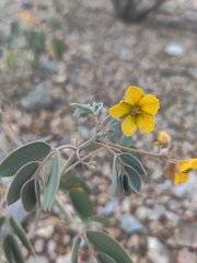Senna covesii