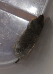 Blarina carolinensis