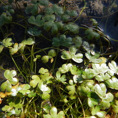 Ranunculus hyperboreus