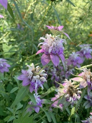 Monarda humilis