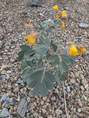 Senna covesii