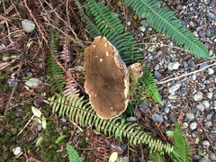 Caloboletus conifericola