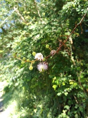 Mimosa bahamensis