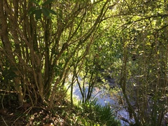Melicytus ramiflorus