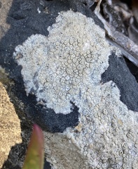 Pertusaria brattiae