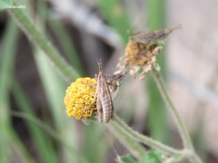 Sphenarium