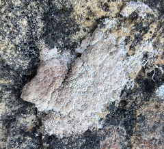 Pertusaria brattiae