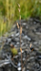 Poa secunda