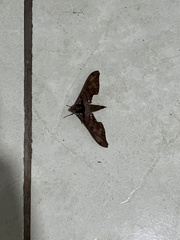 Sphingidae