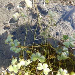 Ranunculus hyperboreus