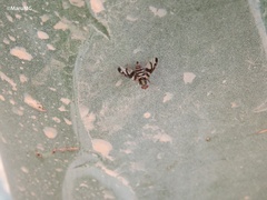 Neodyscrasis steyskali