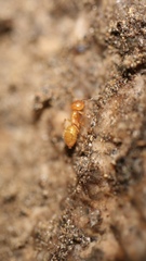 Lasius claviger