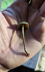 Psilocybe aztecorum
