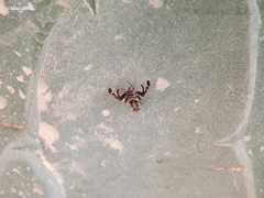 Neodyscrasis steyskali