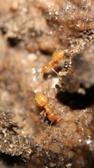 Lasius claviger