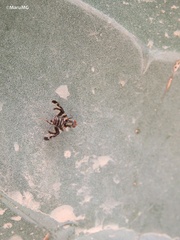 Neodyscrasis steyskali