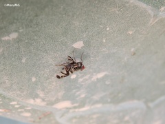 Neodyscrasis steyskali