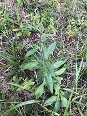 Solidago arguta