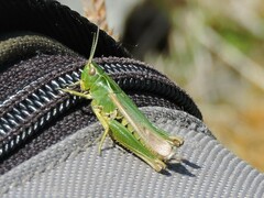 Omocestus viridulus